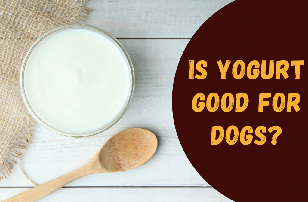 Is yogurt good for dogs