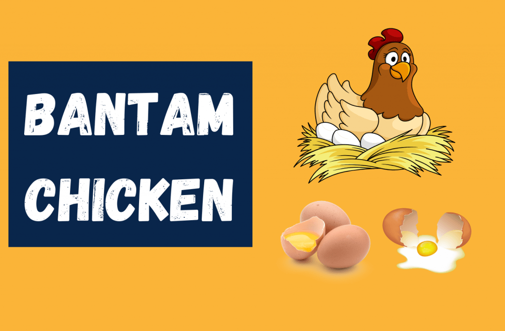 Bantam Chickens