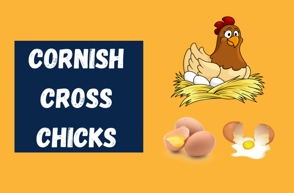 Cornish Cross Chicks