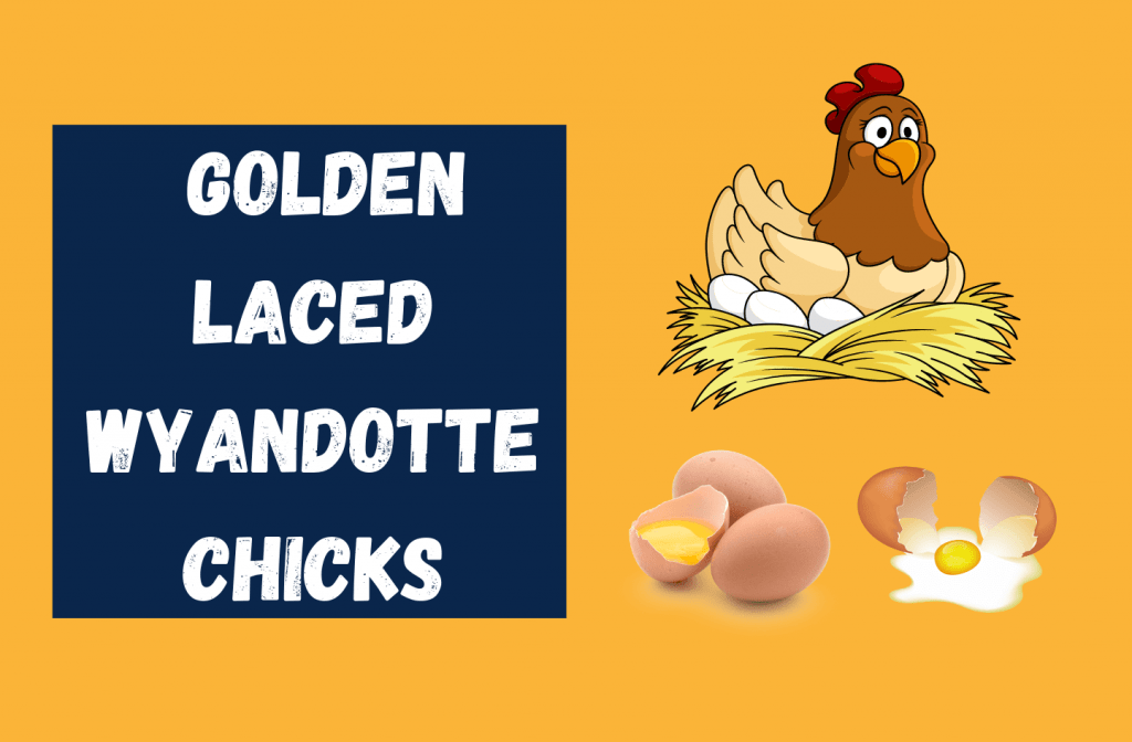Golden Laced Wyandotte Chicks