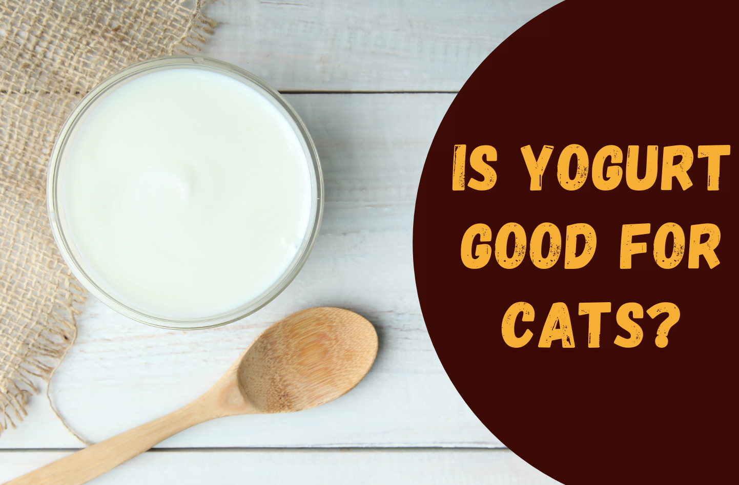 Can cats eat yogurt?