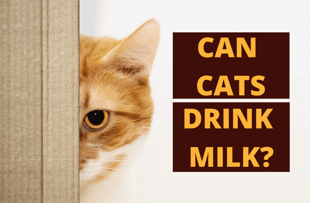 Can Cats Drink Milk