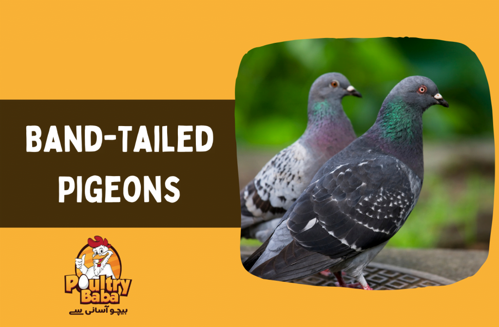 Band-Tailed Pigeons