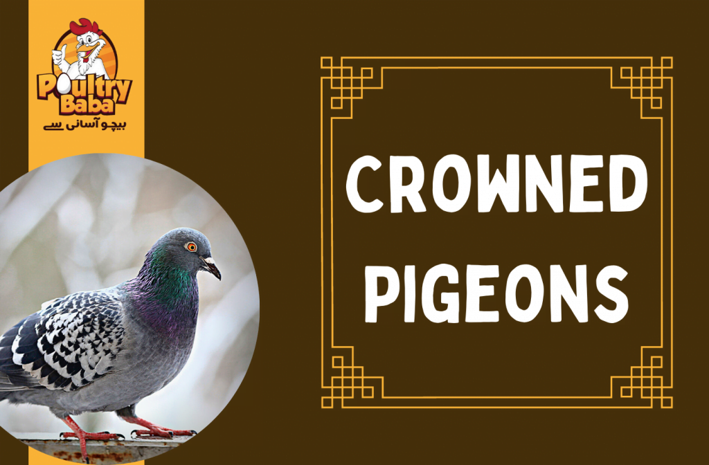 Crowned Pigeons