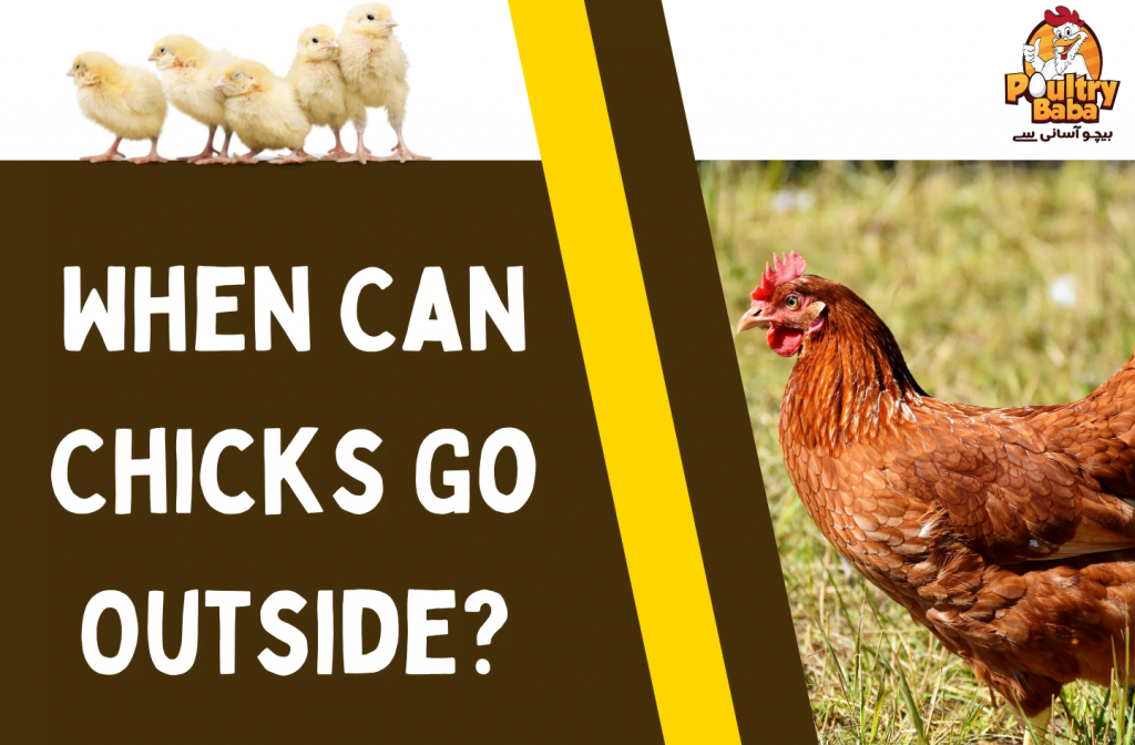 When Can Chicks Go Outside