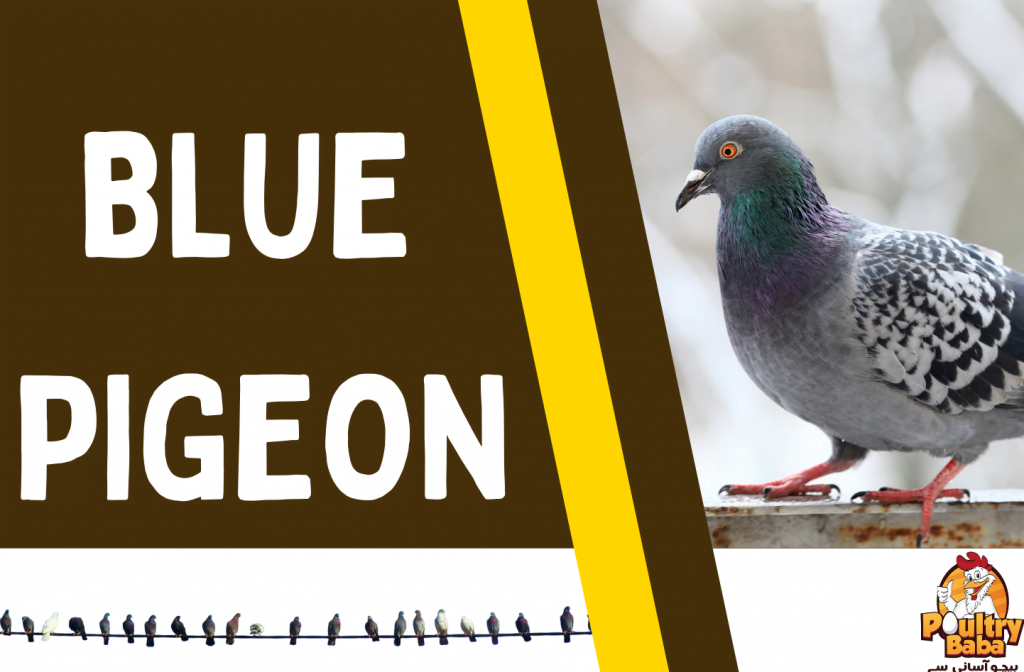 Blue Pigeon