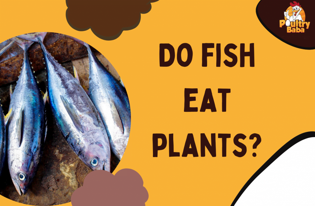 Do fish eat plants