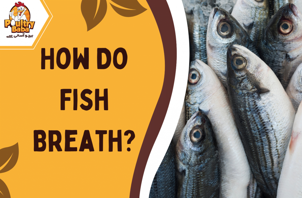 How Do Fish Breath