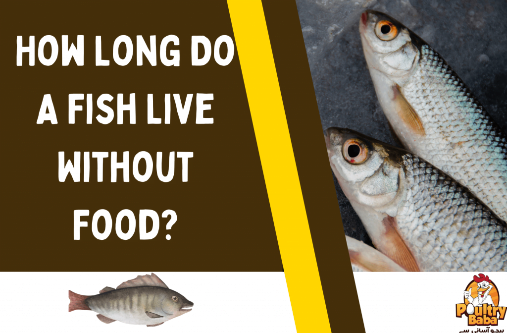 How Long Do A Fish Live Without Food?