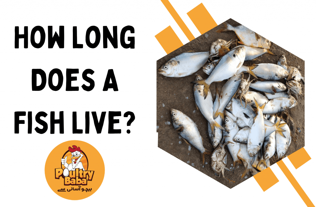 How Long Does A Fish Live?