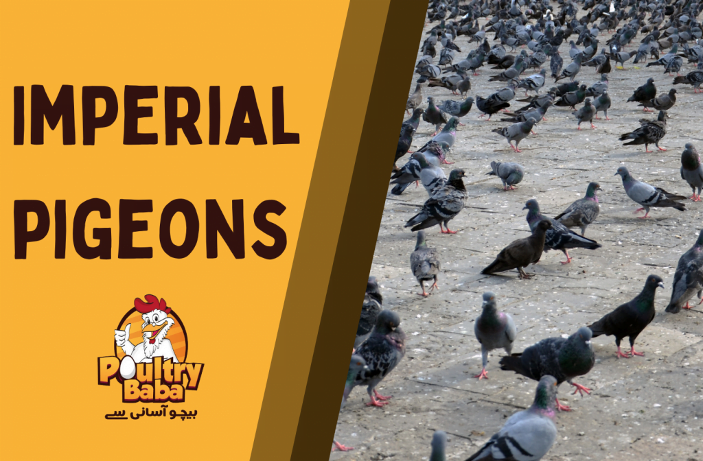 Imperial Pigeons