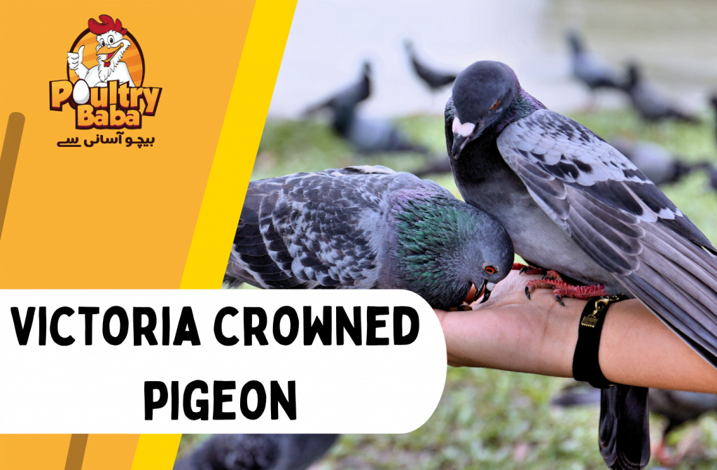Victoria Crowned pigeon