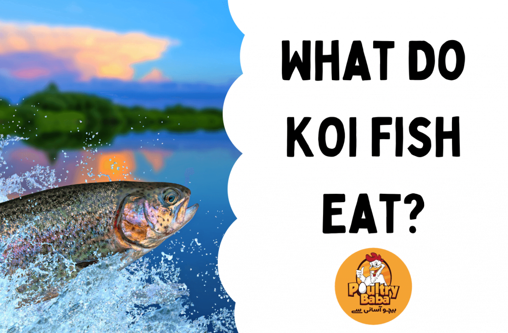 kOI Fish