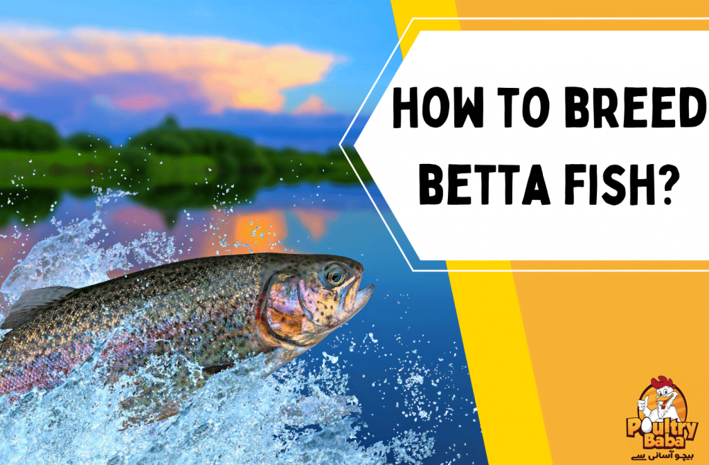 how to breed betta fish?