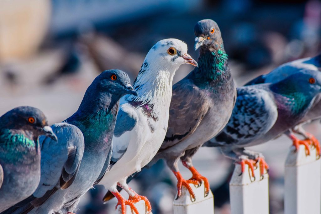 How to Start Pigeon Farming business?