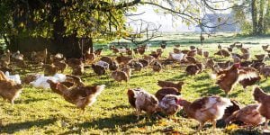 Organic Poultry farming