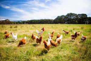 Organic poultry farming 