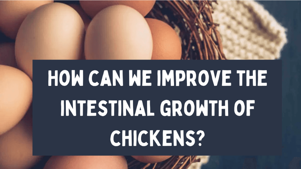 intestinal growth of chickens