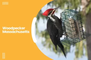 Woodpecker Massachusetts