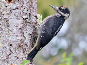 Woodpeckers in Wisconsin